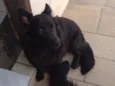 Bolinha 