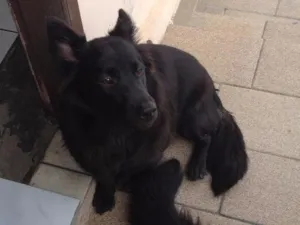 Cachorro raça Não definida idade 1 ano nome Bolinha 