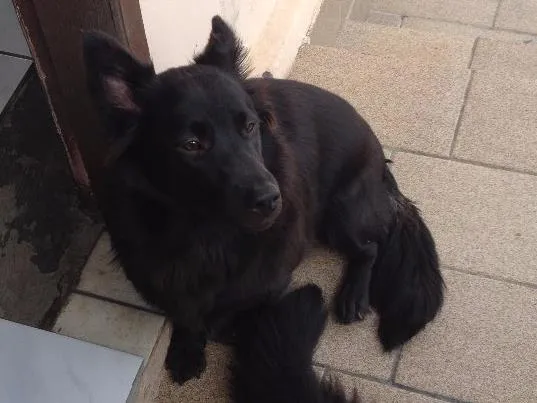 Cachorro ra a Não definida idade 1 ano nome Bolinha 