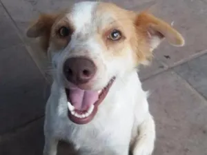Cachorro raça Mestiça de Border Coliie idade 2 anos nome Mona