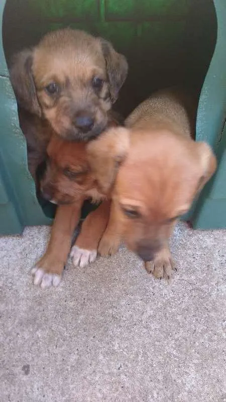 Cachorro ra a Sem raça definida idade Abaixo de 2 meses nome Filhotes