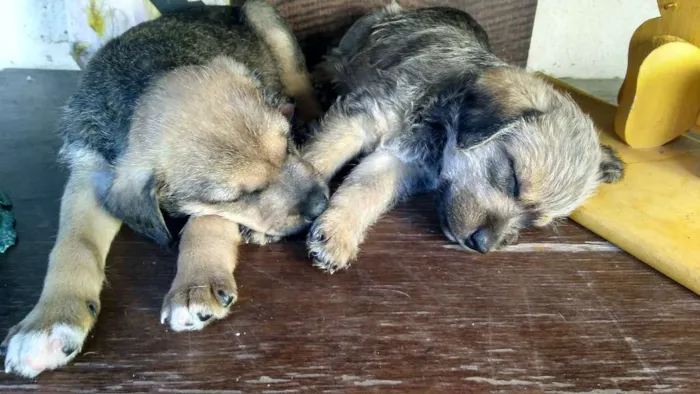 Cachorro ra a Sem raça definida idade Abaixo de 2 meses nome Filhotes