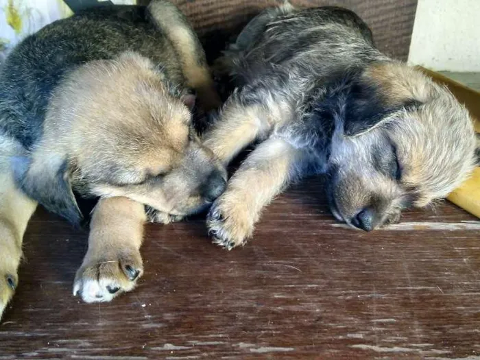Cachorro ra a Sem raça definida idade Abaixo de 2 meses nome Filhotes