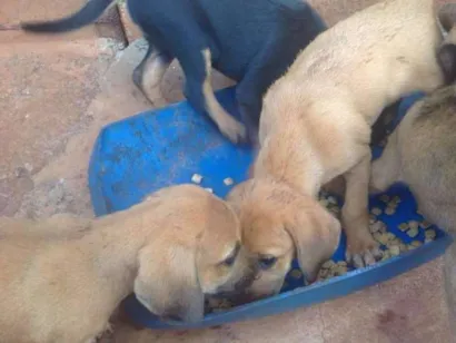 Cachorro raça Lavrador misto idade 2 a 6 meses nome Filhotes sem nome