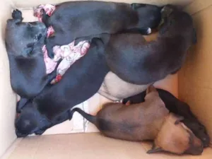 Cachorro raça vira lata  idade Abaixo de 2 meses nome cachorrinhos 