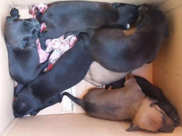 Cachorro ra a vira lata  idade Abaixo de 2 meses nome cachorrinhos 