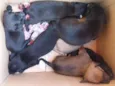 cachorrinhos