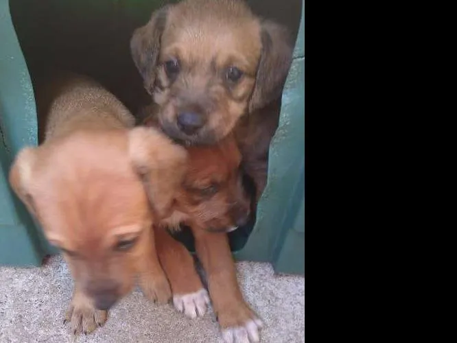 Cachorro ra a Sem raça definida idade Abaixo de 2 meses nome Filhotes