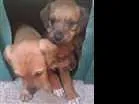 Cachorro raça Sem raça definida idade Abaixo de 2 meses nome Filhotes