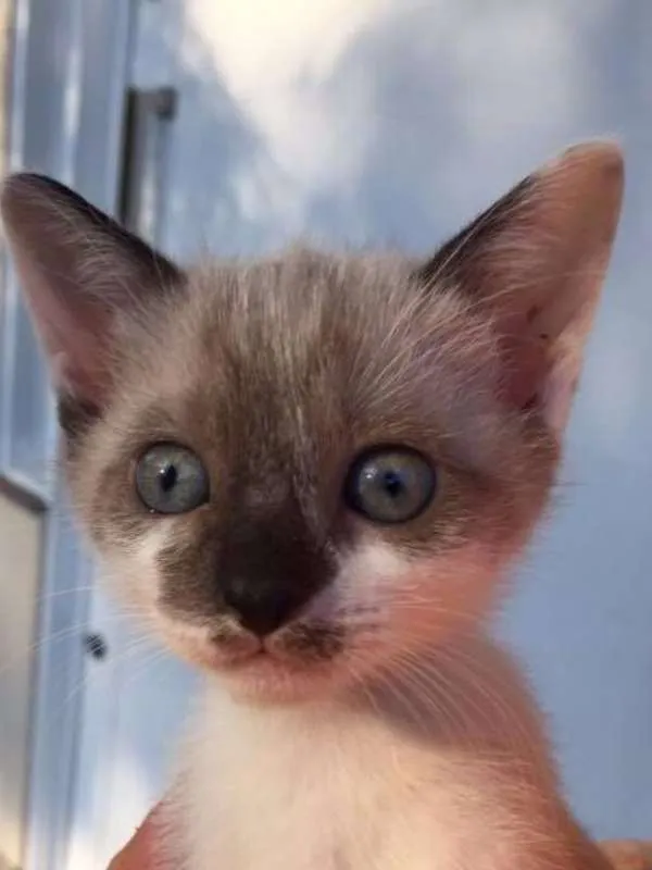 Gato ra a Vira idade 2 a 6 meses nome Milu