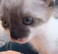 Milu