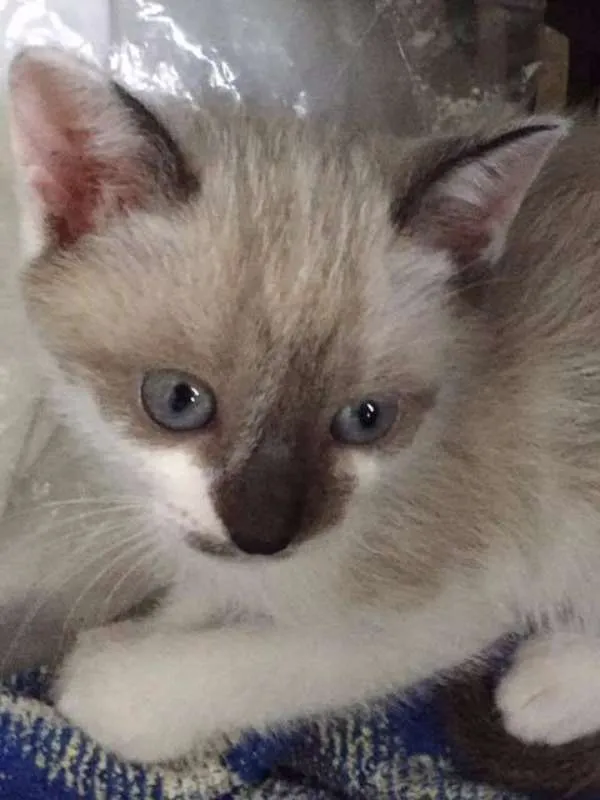 Gato ra a Vira idade 2 a 6 meses nome Milu