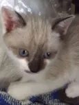 Milu