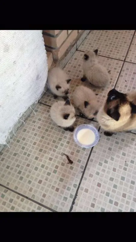 Gato ra a siames idade 2 a 6 meses nome sem nome