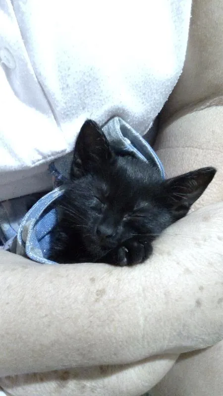 Gato ra a SRD idade 2 a 6 meses nome Gato