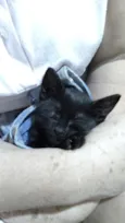Gato