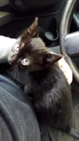 Gato