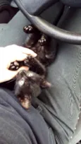 Gato