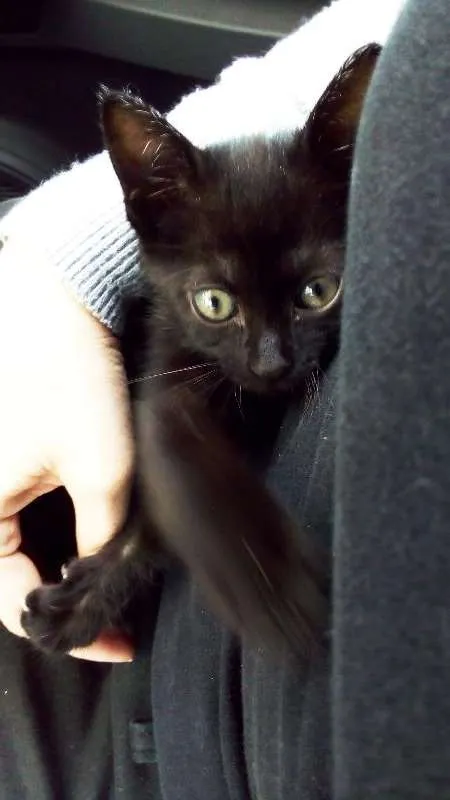 Gato ra a SRD idade 2 a 6 meses nome Gato