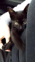 Gato