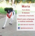 Cachorro raça INDEFINIDA idade 7 a 11 meses nome MARIA