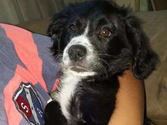 Cachorro ra a Pudle com raça desconhecida  idade 2 a 6 meses nome Sabrina