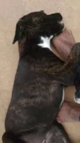 Neguinha e Neguinho