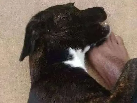 Cachorro ra a Místicos  idade 2 a 6 meses nome Neguinha e Neguinho