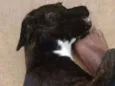 Neguinha e Neguinho