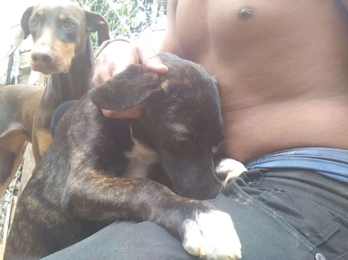 Cachorro ra a Místicos  idade 2 a 6 meses nome Neguinha e Neguinho