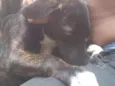Neguinha e Neguinho