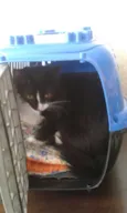 Amélie