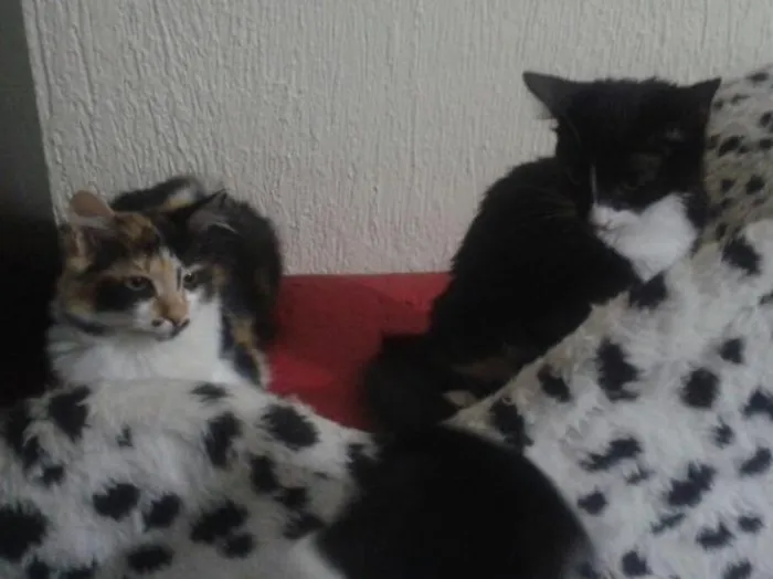 Gato ra a SRD idade 7 a 11 meses nome Amélie