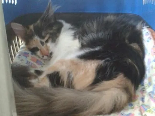 Gato ra a SRD idade 7 a 11 meses nome Docinho