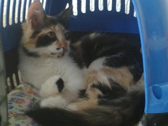 Gato ra a SRD idade 7 a 11 meses nome Docinho