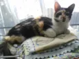Docinho