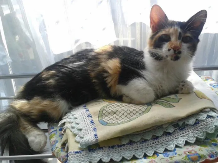 Gato ra a SRD idade 7 a 11 meses nome Docinho