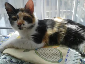 Gato raça SRD idade 7 a 11 meses nome Docinho