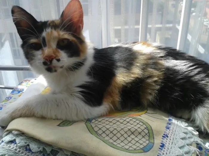 Gato ra a SRD idade 7 a 11 meses nome Docinho