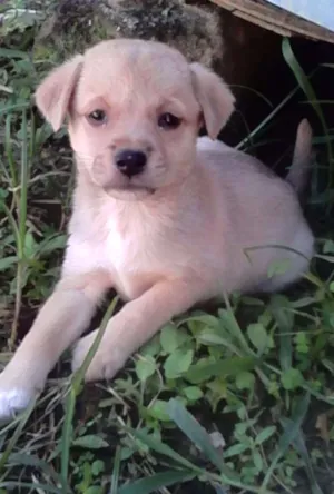 Cachorro raça SRD idade Abaixo de 2 meses nome Sem nome