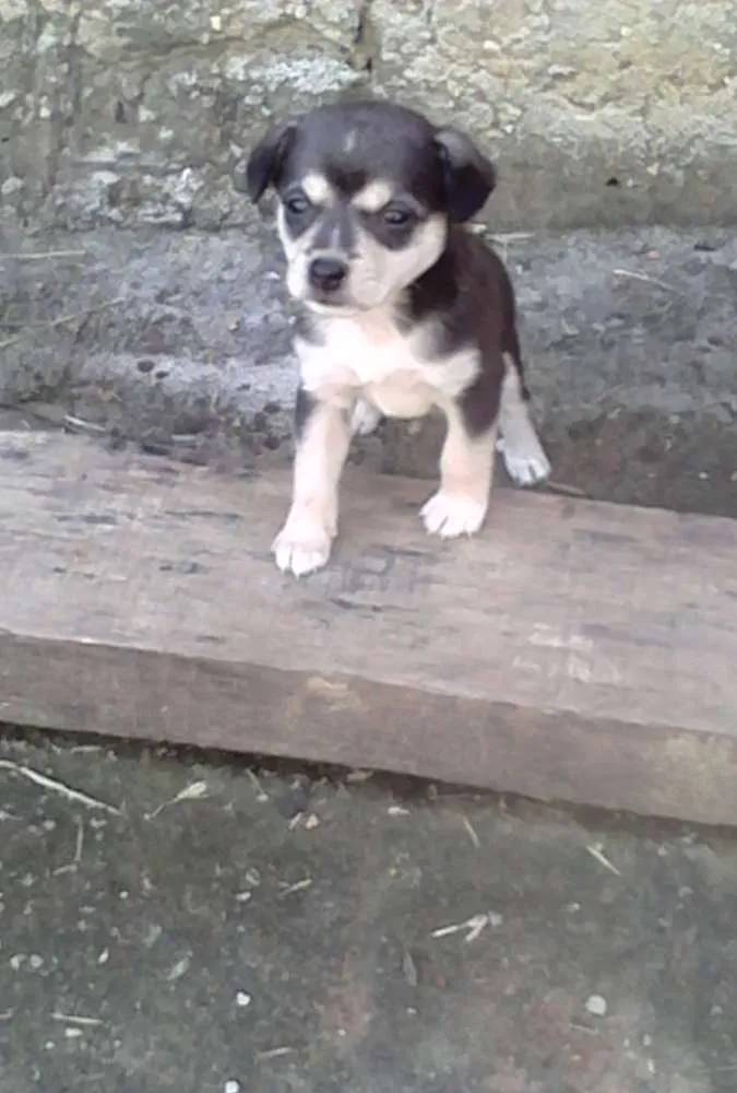 Cachorro raça SRD idade Abaixo de 2 meses nome Sem nome