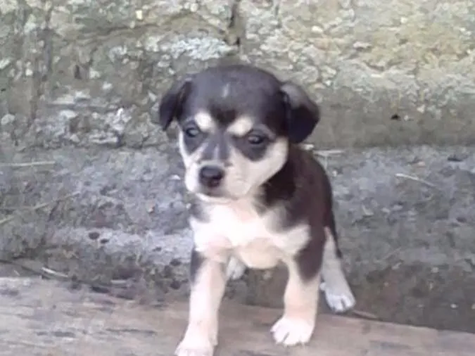 Cachorro raça SRD idade Abaixo de 2 meses nome Sem nome
