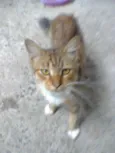 sebastian