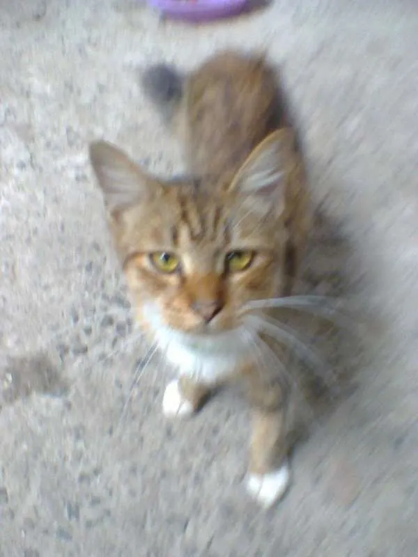 Gato raça indefinida idade 7 a 11 meses nome sebastian