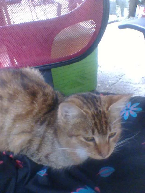 Gato raça indefinida idade 7 a 11 meses nome sebastian