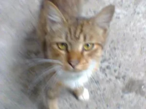 Gato raça indefinida idade 7 a 11 meses nome sebastian