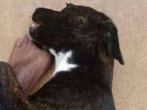Cachorro raça Místicos  idade 2 a 6 meses nome Neguinha e Neguinho