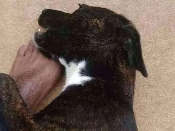 Cachorro ra a Místicos  idade 2 a 6 meses nome Neguinha e Neguinho