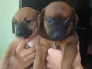 Cachorro raça Vira lata idade Abaixo de 2 meses nome Luna,Lili...