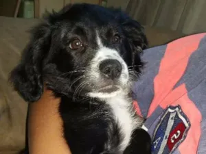 Cachorro raça Pudle com raça desconhecida  idade 2 a 6 meses nome Sabrina